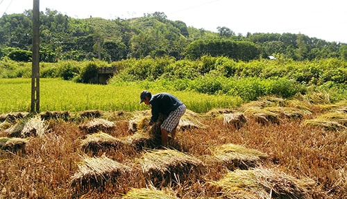 Vụ động xuân 2012-2013, sản xuất nông - lâm nghiệp đạt chỉ tiêu kế hoạch đề ra.                                                                             Ảnh:NG.HƯNG