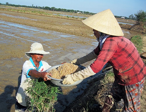 Nông dân huyện Duy Xuyên xuống giống 1.600ha lúa trà 2. Ảnh: V.SỰ