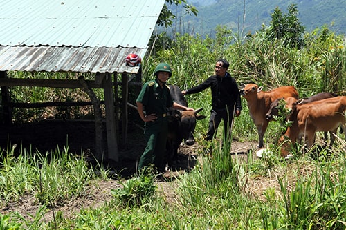 Chăn nuôi theo mô hình kinh tế gia trại, đàn bò của nhóm hộ anh Zơ Râm Nhâl phát triển nhanh hơn so với cách nuôi truyền thống. Ảnh: H.G