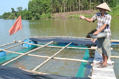 Mô hình nuôi cá điêu hồng trong lồng bè của gia đình anh Đoàn Nhơn. Ảnh: N.Q.V