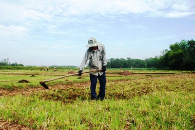 Do hồ chứa nước Cây Thông bị cạn kiệt nên 33ha đất ruộng ở xã Quế Thuận vẫn chưa gieo sạ được. Ảnh: VĂN SỰ