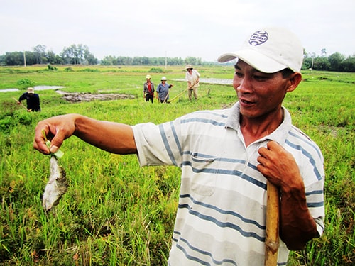 Từ đầu vụ hè thu đến nay, nông dân Đại Lộc đã diệt ít nhất 30 nghìn con chuột. Ảnh: ĐẠO NHI