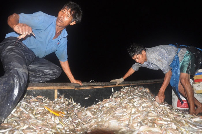  Sau khi thả lưới trở lại cho đợt giã thứ 2, ngư dân bắt đầu phân loại, bảo quản các loại hải sản. 