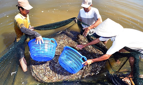 Rất ít các hộ nuôi tôm thẻ chân trắng thành công trong vụ 1- 2013.