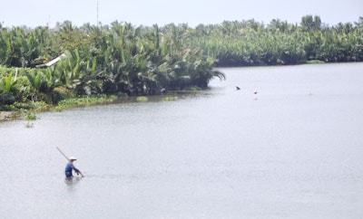 Triển khai bảo vệ và trồng cây xanh luôn được các địa phương quan tâm trong ứng phó với BĐKH.  TRONG ẢNH: Rừng dừa ở Cẩm Châu  TP. Hội An.