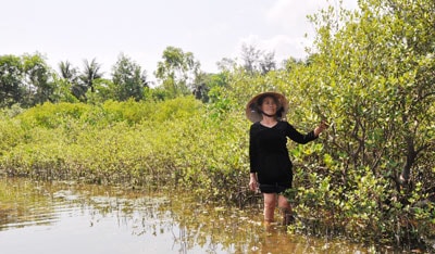 Nhiều năm nay, người dân ở Đông Xuân, xã Tam Giang (Núi Thành) rất có ý thức bảo vệ rừng ngập mặn trên sông.