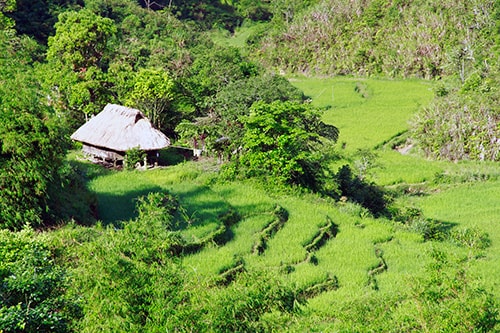 Mái nhà duông nằm bên ruộng bậc thang, đẹp như tranh thủy mạc.