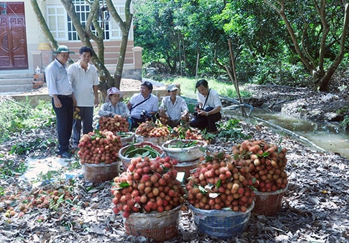 Thăm miệt vườn Tân Quy (Bến Tre).