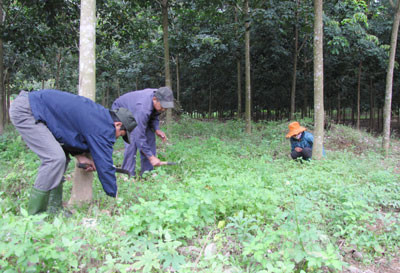 Người dân huyện Nam Giang được hưởng lợi từ việc phát triển cao su. Ảnh: N.DƯƠNG