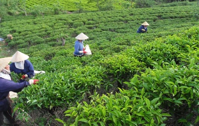 Trên những nông trường chè bạt ngàn ở Lâm Đồng, những thế hệ người Quảng thứ 2, thứ 3 vẫn đang từng ngày hăng say lao động.