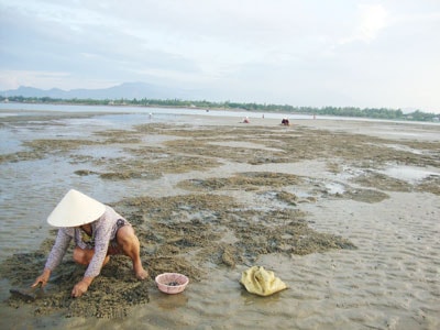 Bới đất lên để tìm sìa, ốc.