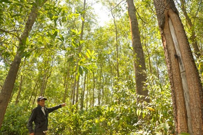 Ông Nguyễn Chỉnh bên vạt rừng trồng, nơi xảy tranh chấp giữa nhóm hộ ông với nhóm hộ ông Trần Hân. Ảnh: H.G