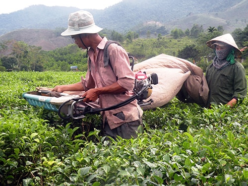 Phát triển kinh tế dựa vào những cây trồng chủ lực là hướng đi của Đông Giang.  TRONG ẢNH: Người dân Đông Giang vươn lên thoát nghèo nhờ cây chè.Ảnh: PHƯƠNG GIANG