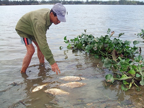 Nguồn nước bị ô nhiễm nên cá tôm chết hàng loạt.   Trong ảnh: Cá chết trên sông Bàn Thạch thời điểm năm 2010. Ảnh: H.PHÚC