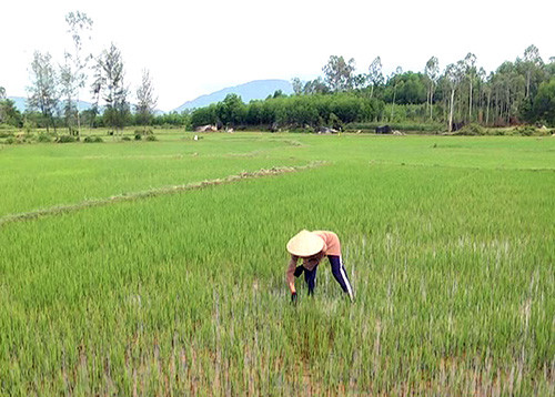 Cây lúa đang phát triển tốt ở thôn Châu Lâm, xã Bình Trị nhờ trạm bơm dã chiến.   Ảnh: T.BIÊN