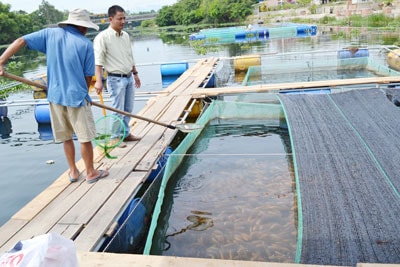 Mô hình nuôi cá lồng bè do 2 ông Nguyễn Văn Hùng, Trần Minh Pho đầu tư. Ảnh: Q.Việt