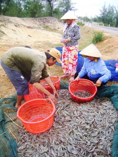  Việc khống chế dịch bệnh trong nuôi tôm nước lợ góp phần mang đến vụ mùa thành công. Ảnh:QUANG VIỆT