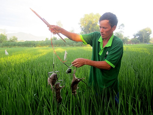 Nông dân xã Duy Trung ra quân tiêu diệt chuột bằng bẫy hình bán nguyệt.