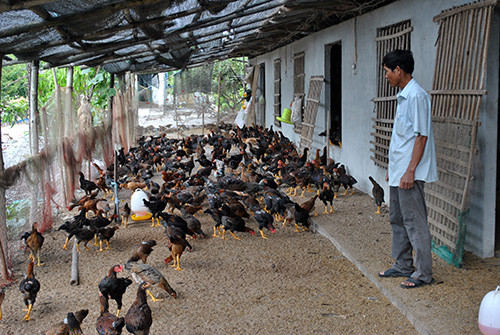 Trang trại chăn nuôi gà của CCB Trương Minh Hạnh (xã Tam Thăng). Ảnh: N.Đ.N
