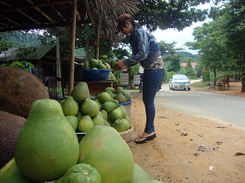 Thanh trà được mang ra bán dọc đường ĐT 616.