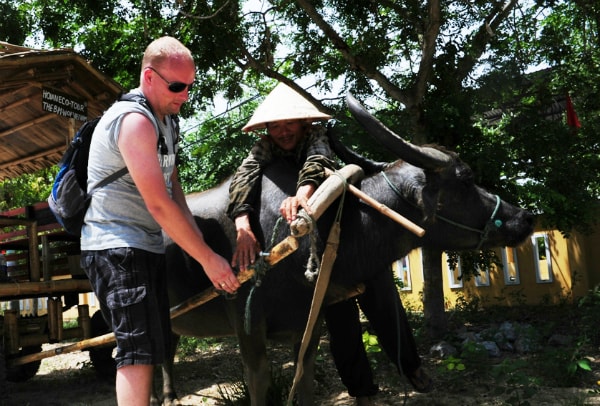 Learning how to put a yoke on a buffalo.