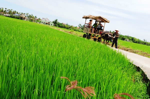 Visiting Vietnamese rice fields.