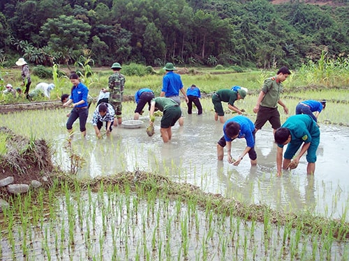 Cấy lúa giúp đồng bào.