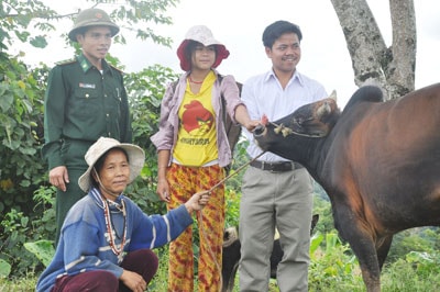 Dù nghèo, đồng bào Cơ Tu ở làng Da Ding vẫn tặng bò cho nhau để thoát nghèo. Ảnh: Đ.TẤN