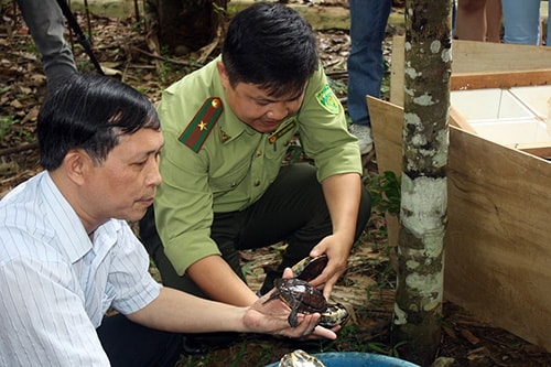 Ông Trương Quang Bích - GĐ Vườn quốc gia Cúc Phương (trái) và ông Bùi Đăng Phong - Quản lý Trung tâm bảo tồn Rùa (phải) giới thiệu về rùa Trung Bộ.