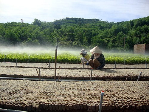 Các vườn ươm ở Tiên Phước đã góp phần tạo việc làm và thu nhập ổn định cho nhiều lao động địa phương.Ảnh: THIÊN NGA