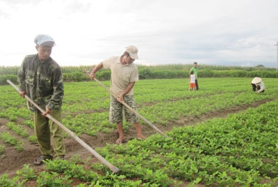 Dân kinh tế mới Thăng Bình thu hiệu quả kinh tế cao từ các đồng đất trồng đậu phụng.Ảnh: MINH ĐỨC