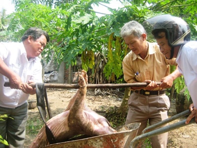 Dịch bệnh xảy ra thường xuyên khiến ngành chăn nuôi gặp nhiều khó khăn. Ảnh:  VĂN SỰ