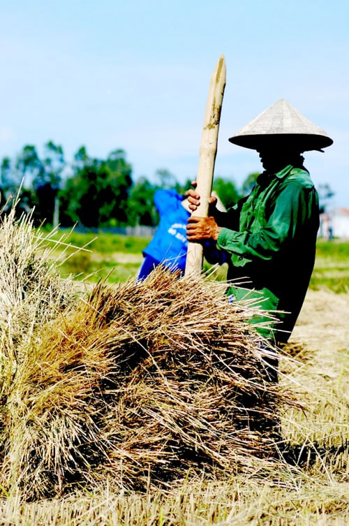 Xóc lúa gánh về.