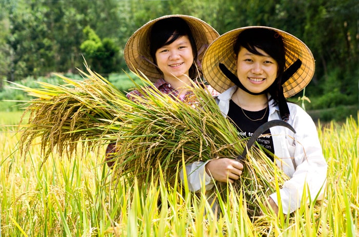 Lúa như đang cười ai.