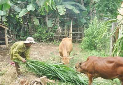 Chăn nuôi bò đã giúp ông Thiết cải thiện cuộc sống.                                                                                        Ảnh: DUY HIỂN