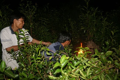 Đốt tổ ong vò vẽ lấy nhộng.