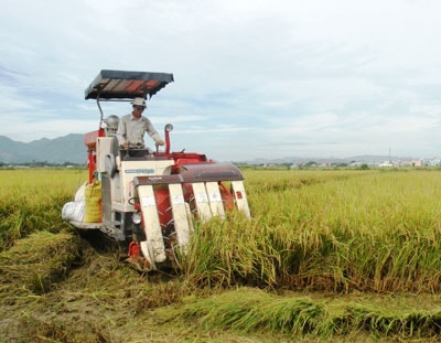 Vụ này năng suất lúa của huyện Duy Xuyên giảm 3 - 4 tạ/ha so với hè thu 2012.