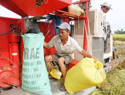 Huyện Đại Lộc đang huy động 100 máy gặt đập liên hợp để tập trung cho khâu thu hoạch.                                                                                                                                                     Ảnh: N.V.SỰ