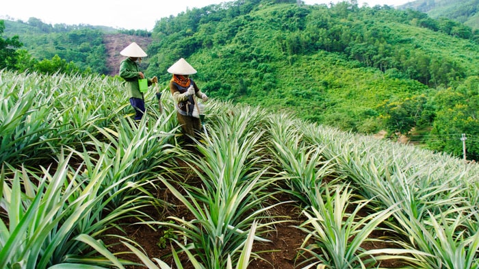 Nông dân đang diệt côn trùng đục phá cây dứa.