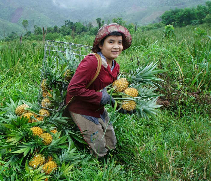 Em Ngô Tấn Lực 13 tuổi con anh Sỹ chị Gái, lên đồi C1 giúp ba mẹ thu hoạch dứa.