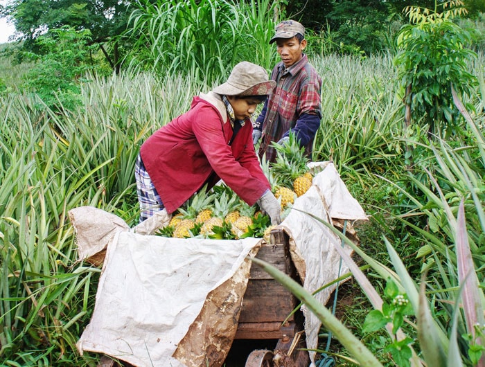 Xếp dứa vào cộ để trâu chuyển ra bến.