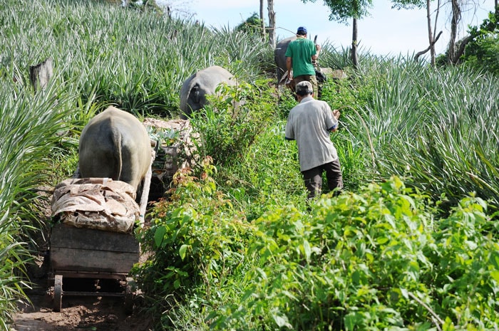 Cứ sáng, hàng chục con trâu kéo dứa ra bến Khe Hoa.