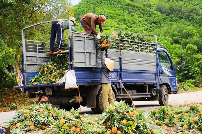 Chuyển dứa lên ô tô cung cấp cho thị trường Bắc miền Trung.