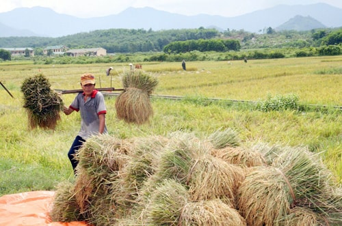 Nông dân huyện Núi Thành đang gấp rút hoàn tất thu hoạch vụ lúa hè thu 2013.                        Ảnh:C.T.A