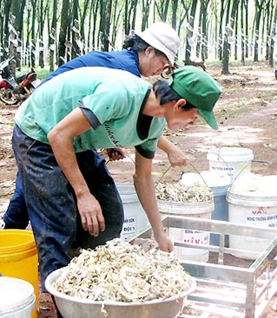 Lo lắng của người trồng cao su tiểu điền là tiêu thụ sản phẩm.