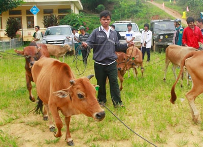 Người dân vùng cao AXan (Tây Giang) phấn khởi nhận đàn bò giống được hỗ trợ từ Đoàn kinh tế quốc phòng 207. Ảnh: P.G