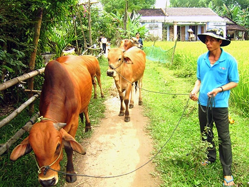 Từ việc được trao tặng bò, gia đình ông Lê Hữu Cầu (thôn Quý Hương, xã Bình Quý) quyết tâm thoát nghèo dựa vào phát triển chăn nuôi bò. Ảnh: Q.VIỆT