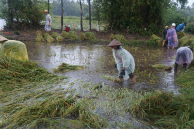 Nông dân xã Tam Phú khẩn trương thu hoạch lúa trước bão số 8. Ảnh: HỮU PHÚC