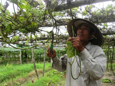 Ông Lê Quý Thu (xã Duy Phước, huyện Duy Xuyên) phá bỏ giàn mướp bị mưa lũ làm hư hại để cải tạo đất trồng lại.