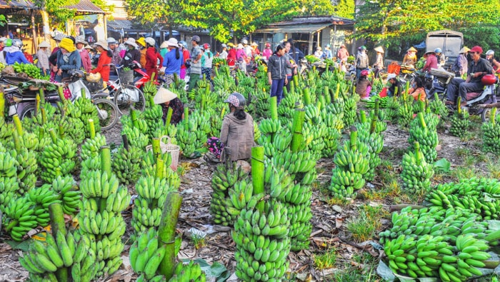  Tờ mờ sáng, phiên chợ chuối đã tấp nập.